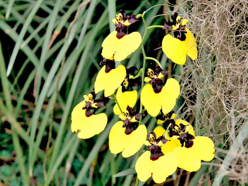 Oncidium varicosum