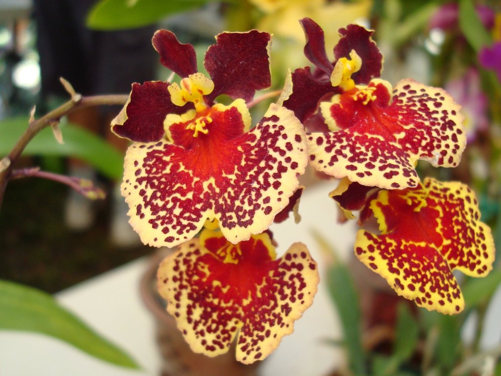 Oncidium variegatium - Tolumnia