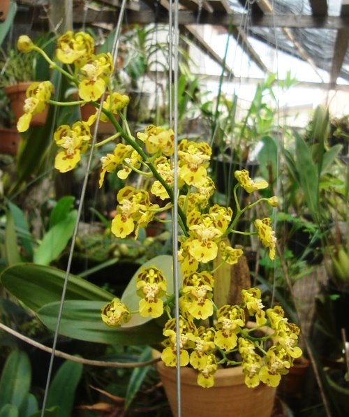 Oncidium. truliferum