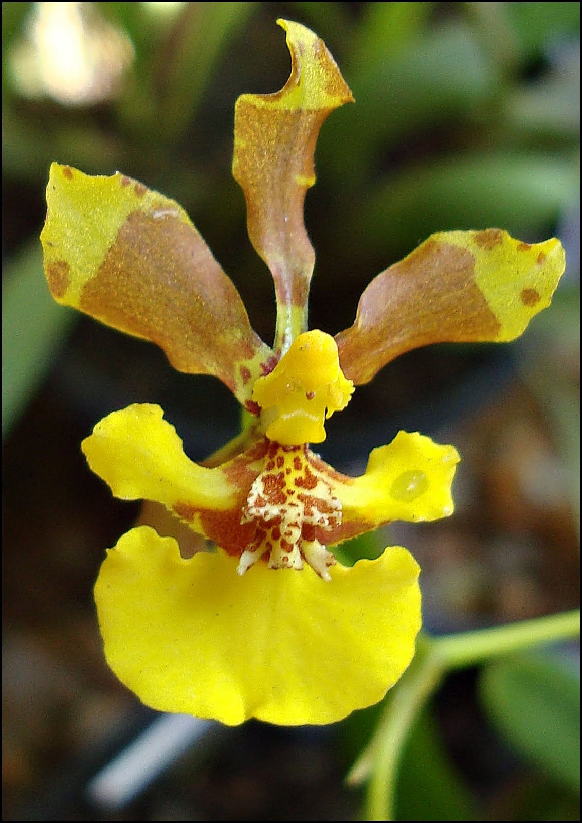 Oncidium