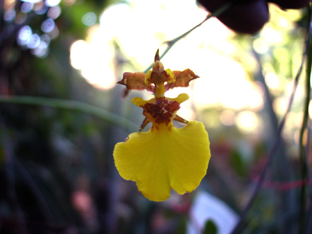 Oncidium