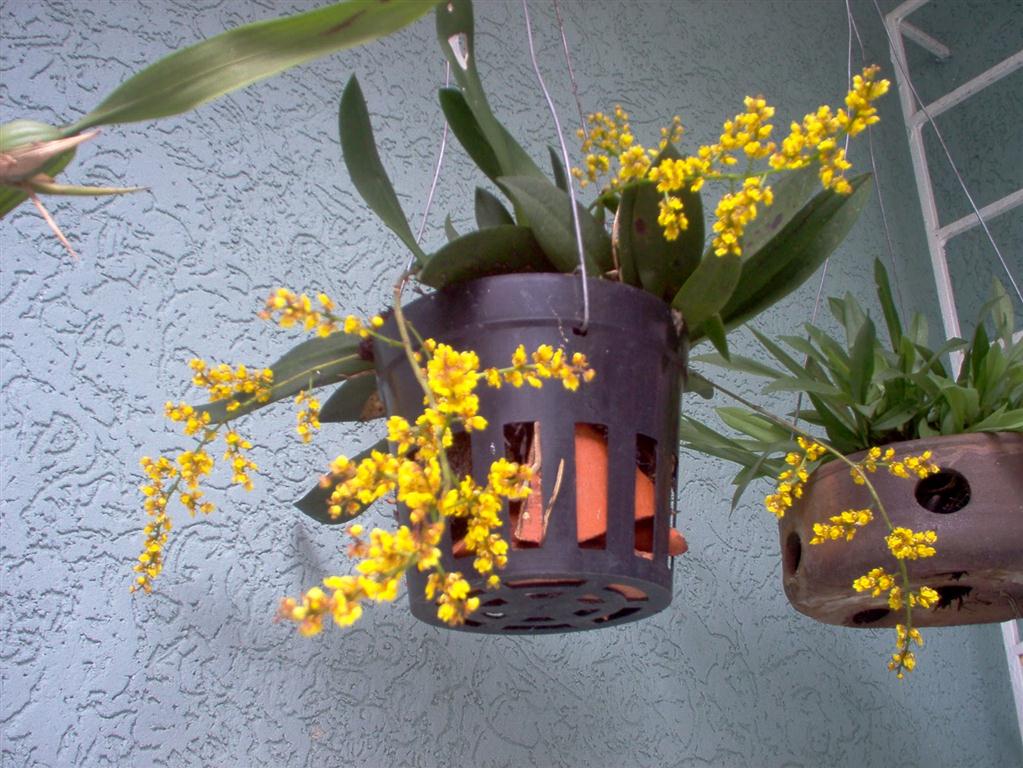 Oncidium