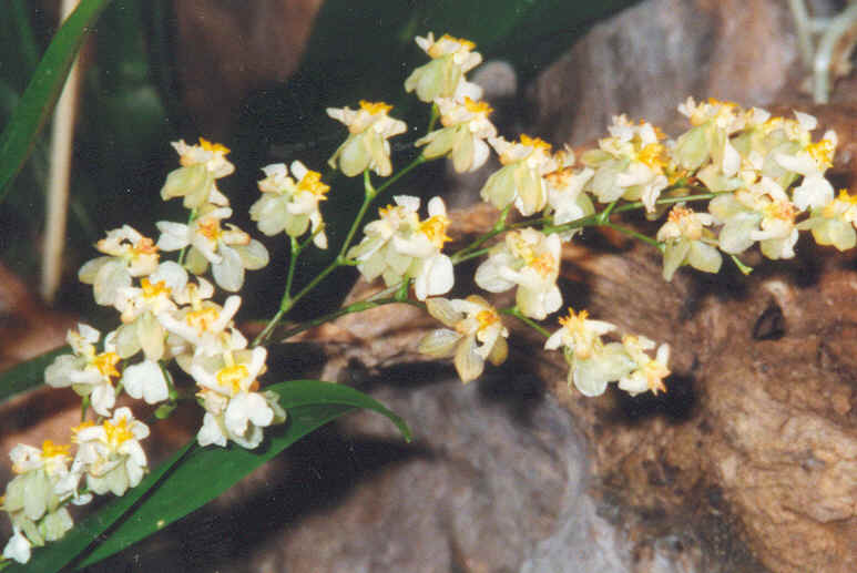 Oncidium