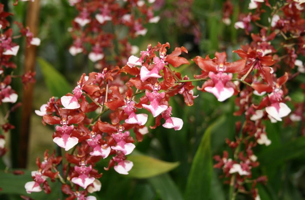 Oncidium Sharry Baby Sweet-Fragrance 