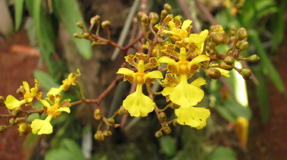 Oncidium_cebolleta