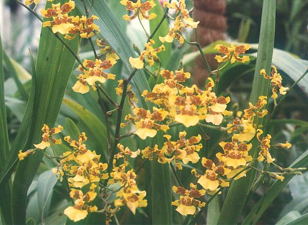 Oncidium_spacelatum1