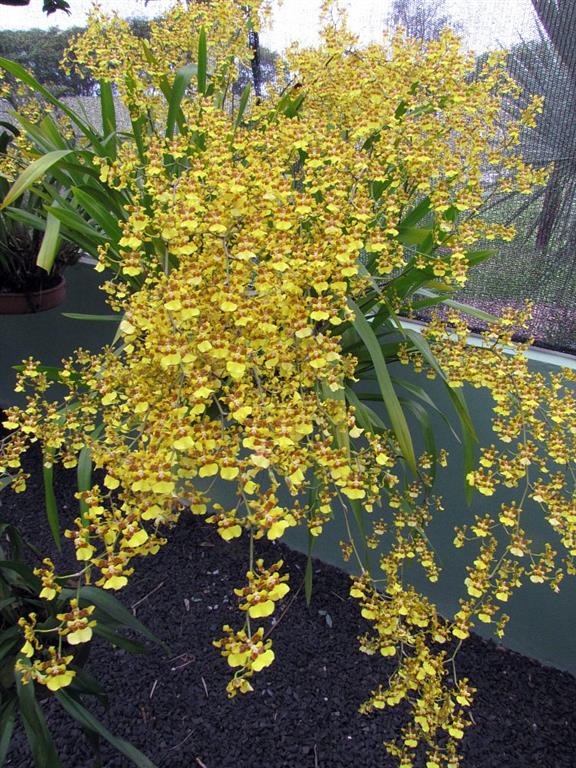 Oncidium_sphacelatum