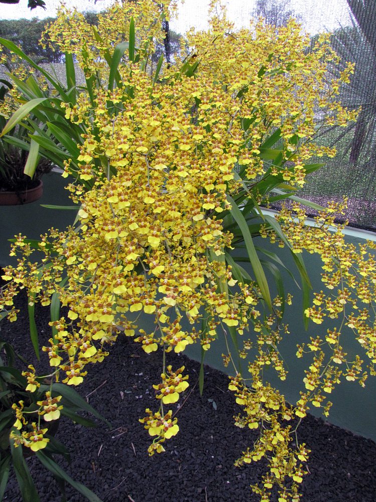 Oncidium_sphacelatum_2