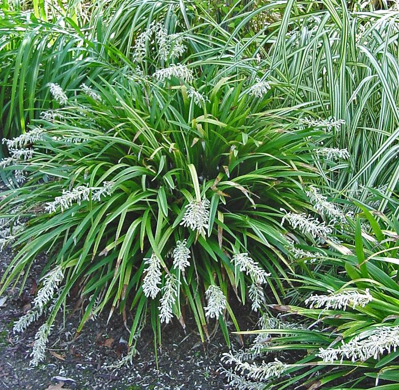 Ophiopogon Jaburan