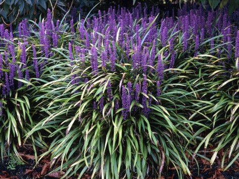 Ophiopogon Jaburan'