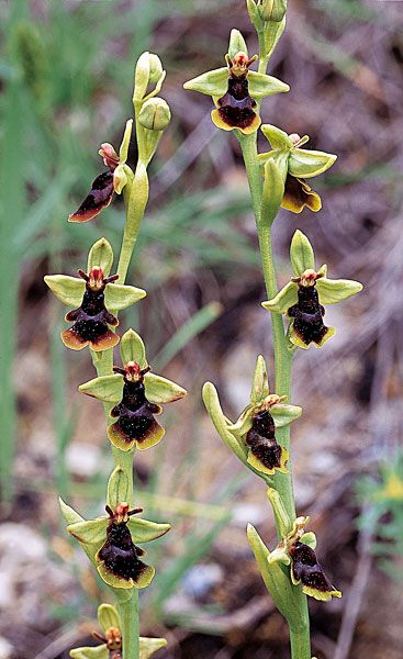 Ophrys-Insectifera-1