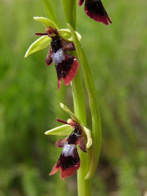Ophrys-Insectifera11