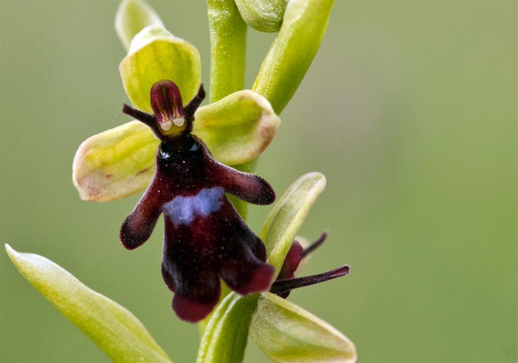 Ophrys insectifera 