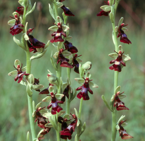 Ophrys insectifera11