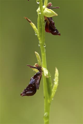 Ophrys_insectifera_46