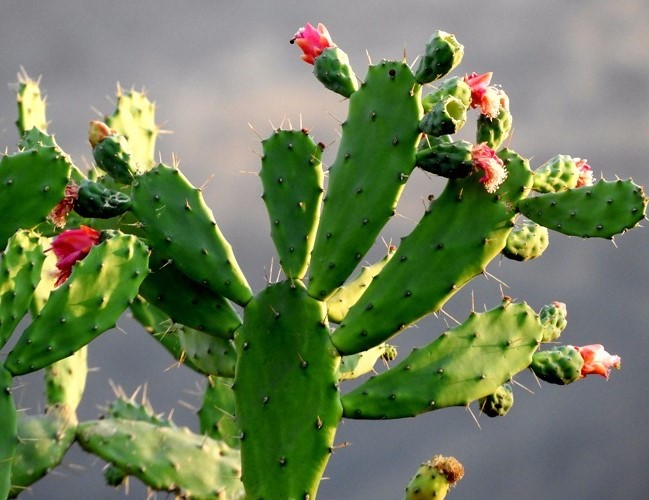 Opuntia Cochenillifera