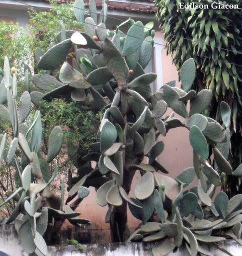 Opuntia Ficus-indica