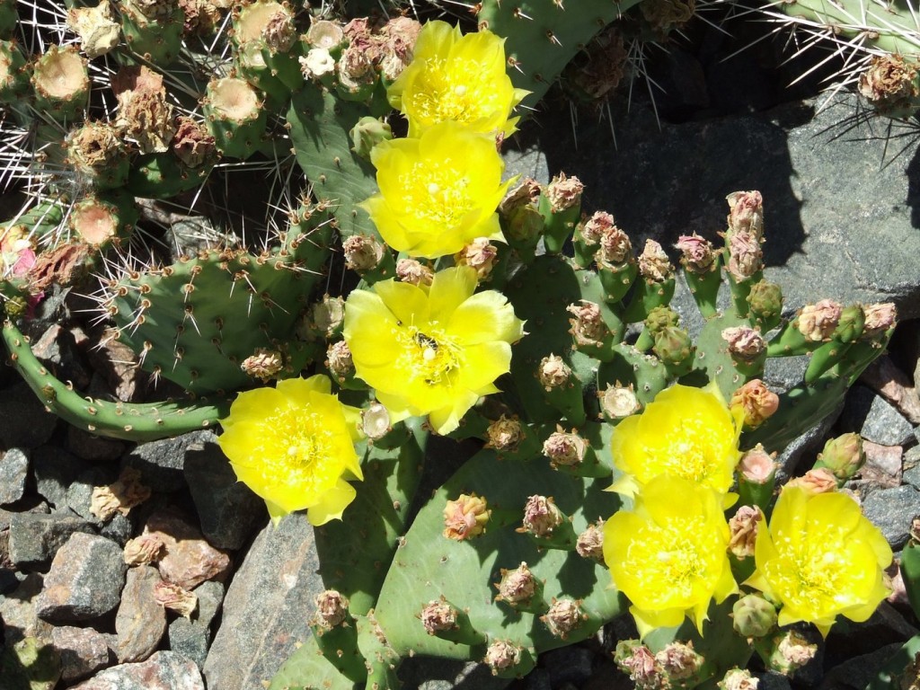 Opuntia humifusa