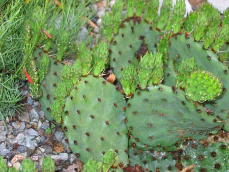 Opuntia humifusa