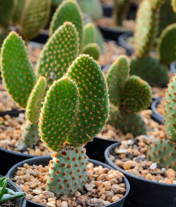 Opuntia microdasys