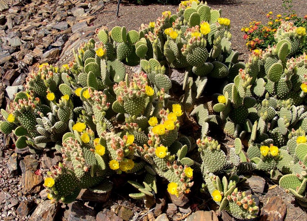 Opuntia microdasys,