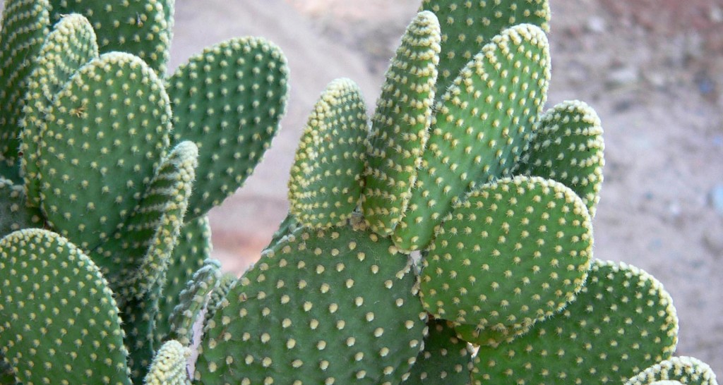 Opuntia-microdasys