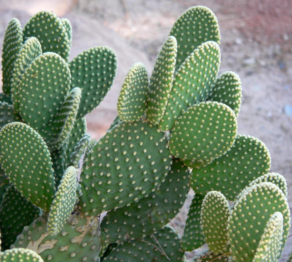 Opuntia microdasys