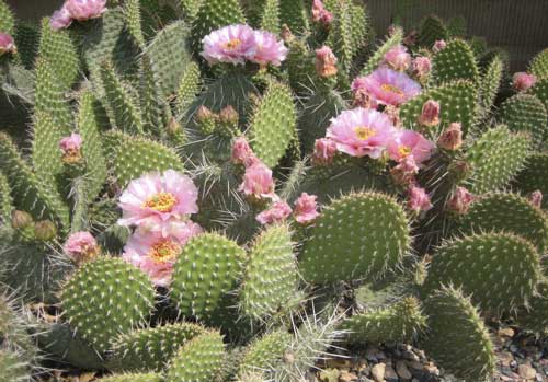 Opuntia  polyacantha