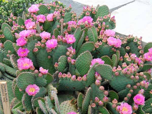 Opuntia rhodantha