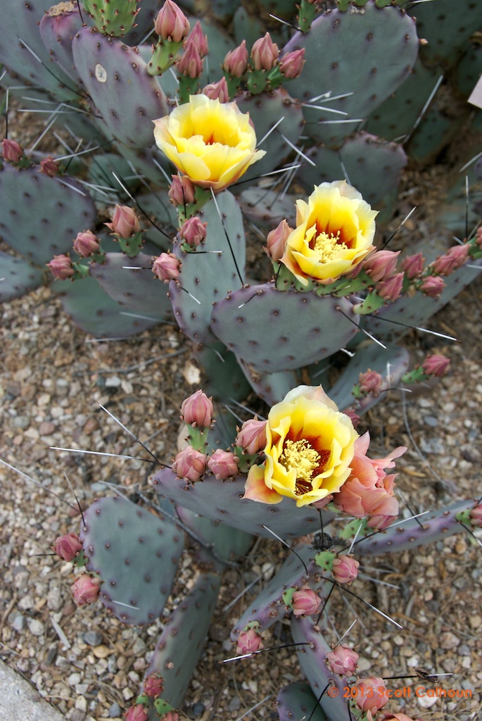 Opuntia violacea macrocentra