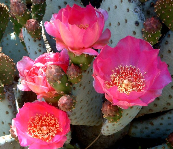 Opuntia_basilaris