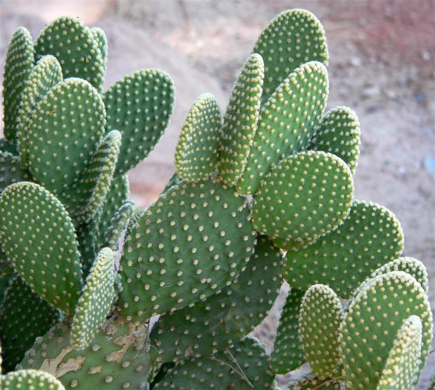 Opuntia_microdasys