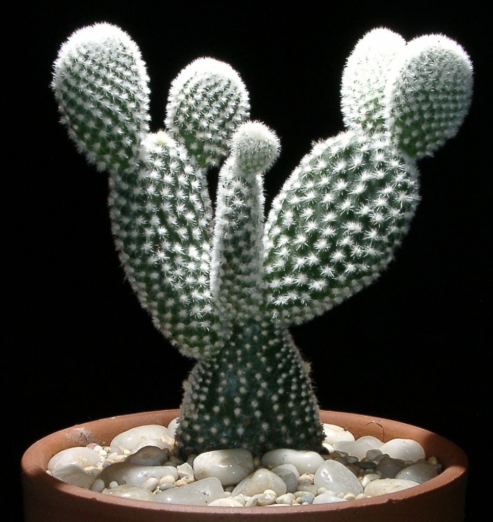 Opuntia_microdasys_var