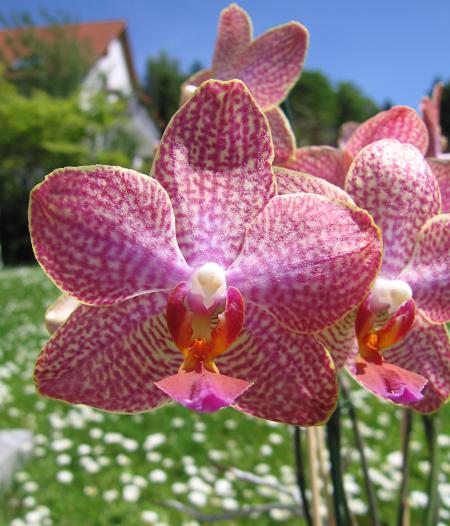 Orchid