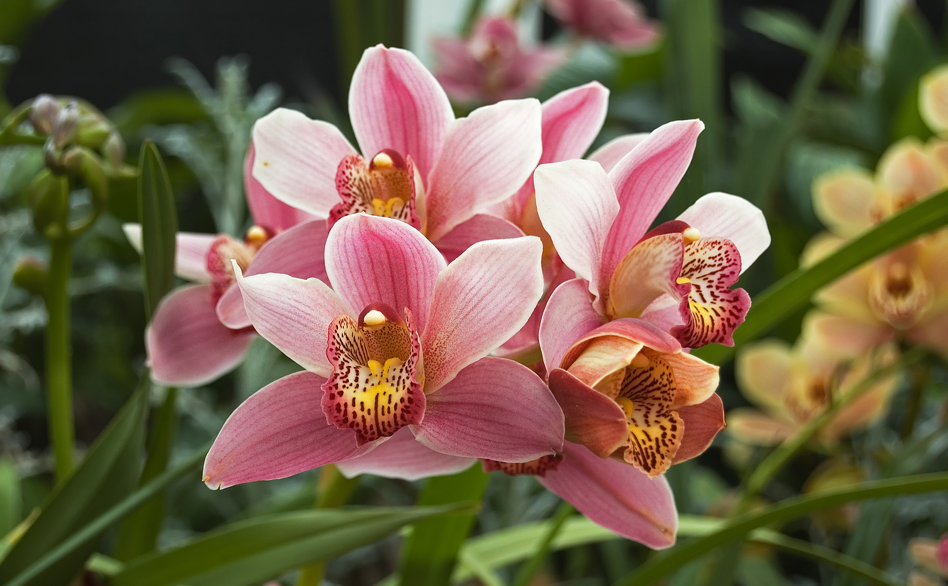 Orchidacea_Cymbidium