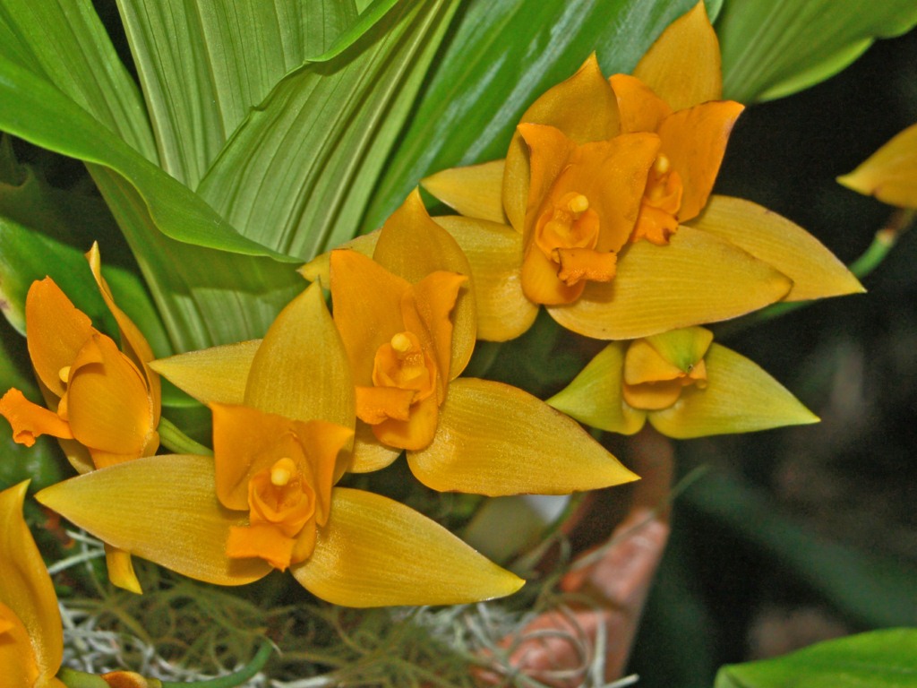 Orchidaceae_-_Lycaste_aromatica