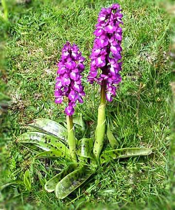 Orchis mascula