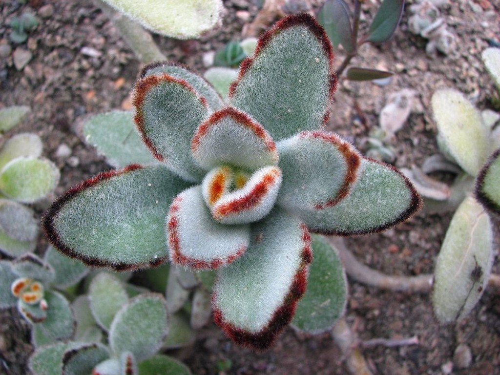 Orelha De Gato - Kalanchoe Tomentosa