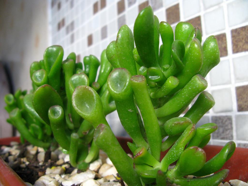 Orelha do Shrek- Crassula gollum 