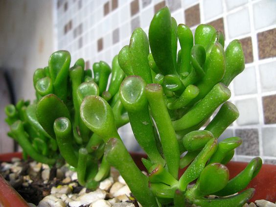 Orelha do Shrek - Crassula gollum Orelha do Shrek - Crassula gollum
