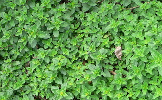 Origanum_majorana