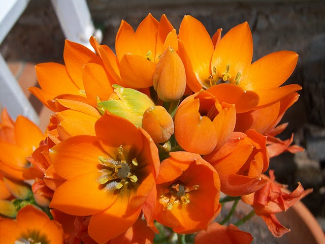 Ornithogalum dubium