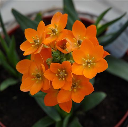 Ornithogalum_dubium_C (Small)