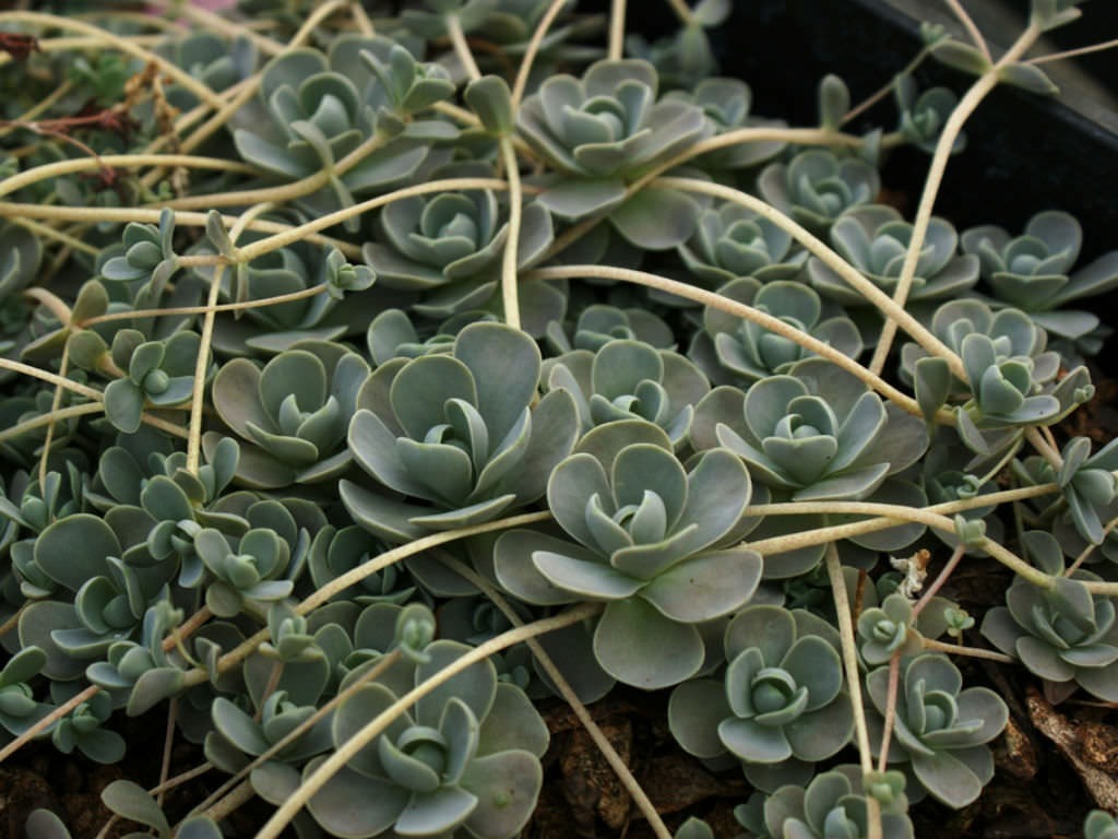 Orostachys boehmeri