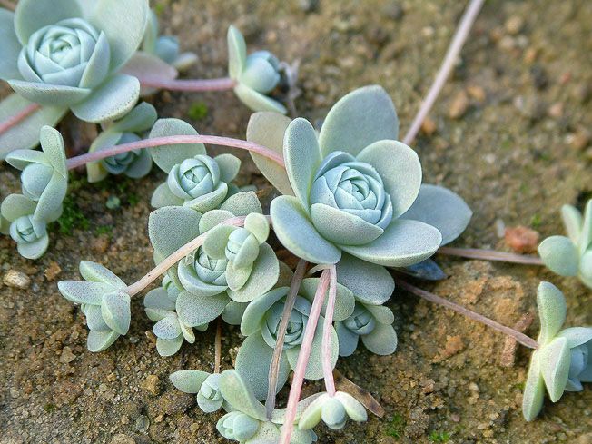 Orostachys boehmeri