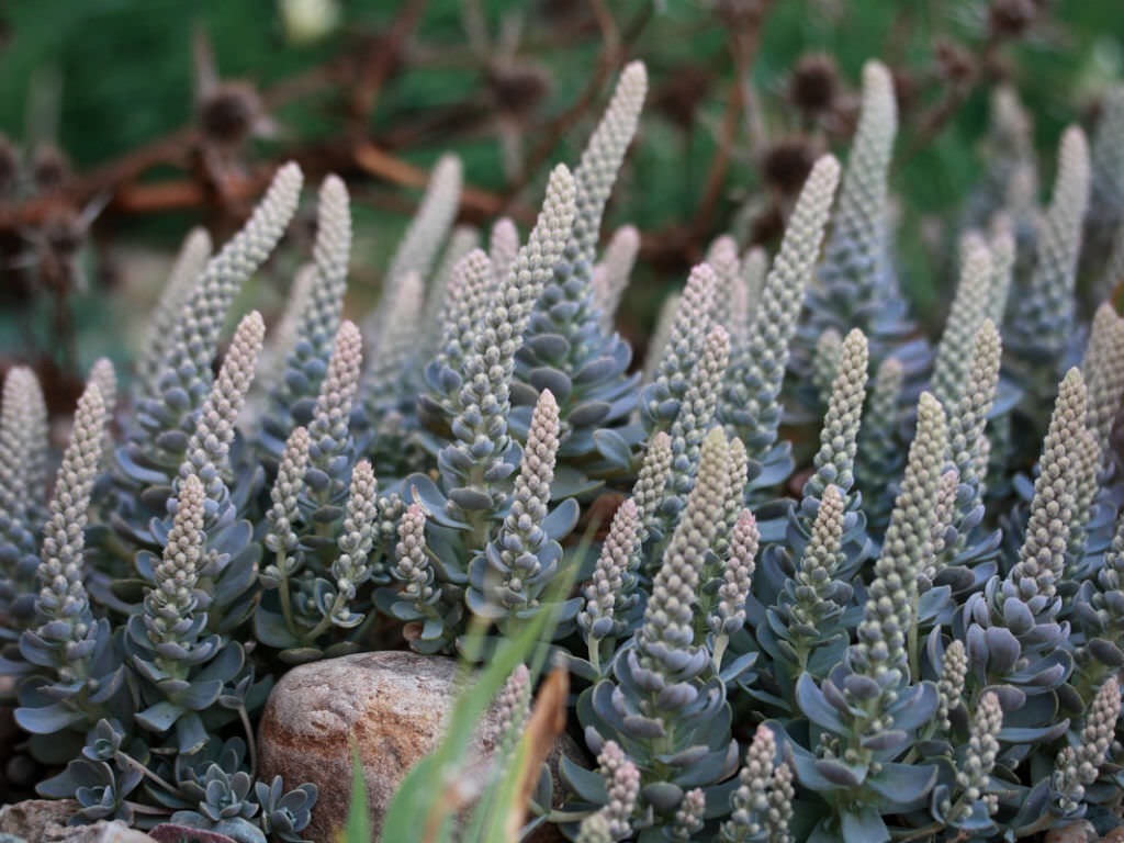 Orostachys boehmeri_1