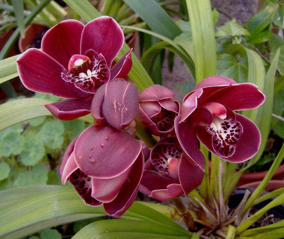 Orquídea Cymbidium bordeaux