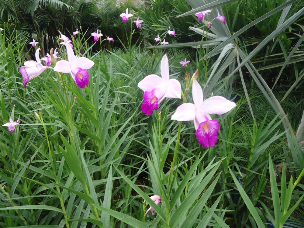 Orquidea-Bambu - Arundina