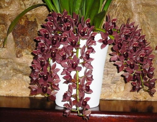 Orquidea Cymbidium Pendente Doroth