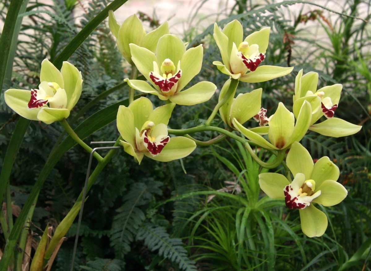 Orquidea Cymbidium verde